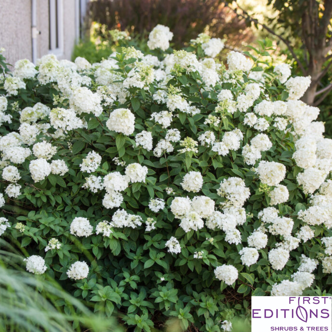 Strawberry Sundae Hydrangea | Hydrangea paniculata
