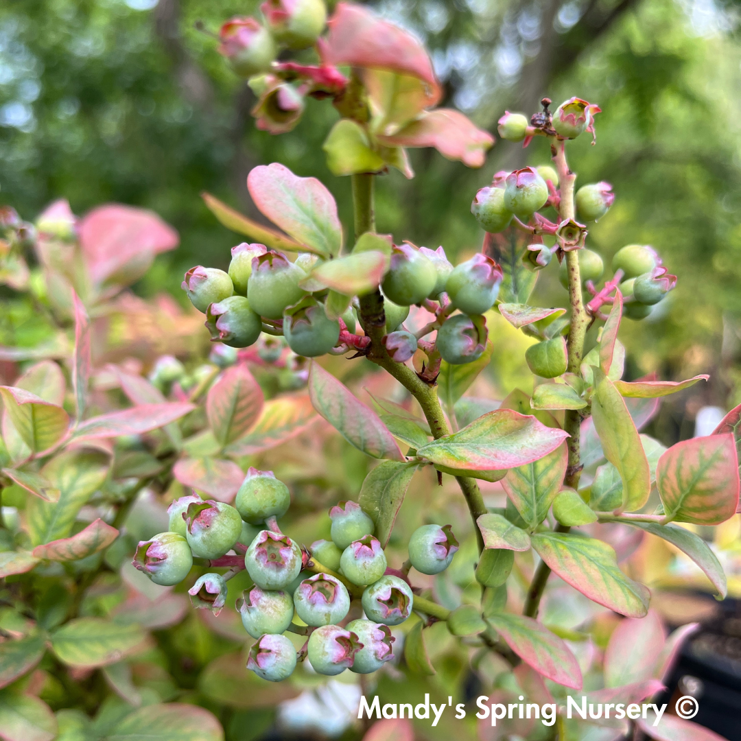 'Peach Sorbet' Blueberry | Vaccinium x Peach Sorbet
