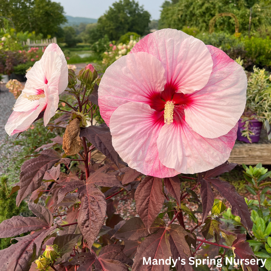 'Perfect Storm' Hibiscus | Rose Mallow