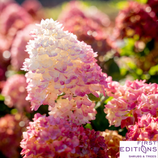 First Editions® Spring Sizzle® Hydrangea | Hydrangea paniculata