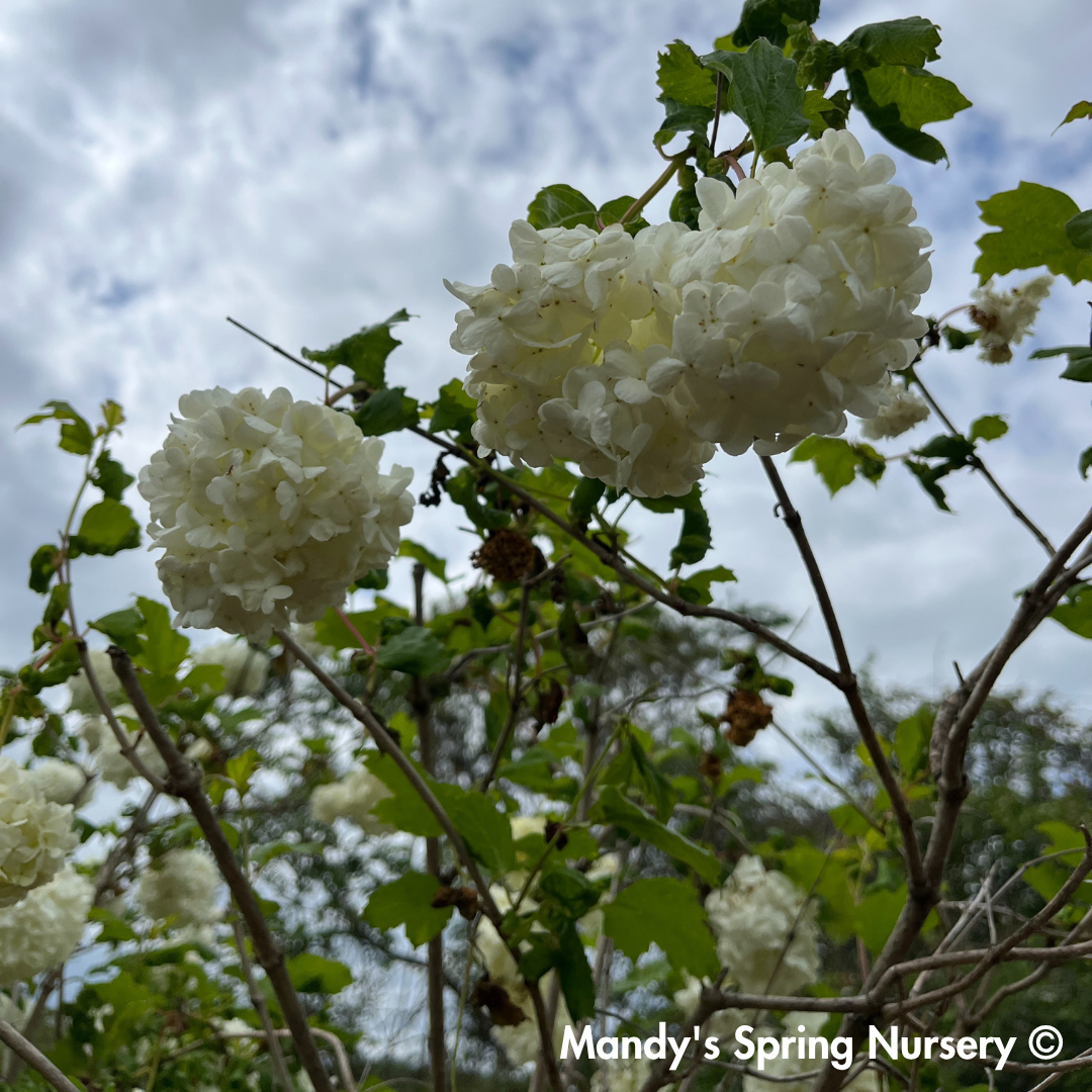 Common Snowball Viburnum | Viburnum opulus Roseum