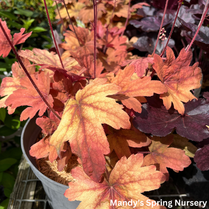 'Sweet Tea' Foamy Bells | Heucherella 'Sweet Tea'