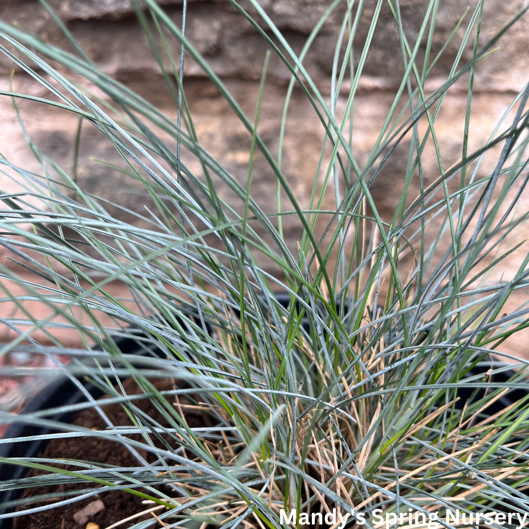 Elijah Blue Fescue Grass | Festuca glauca