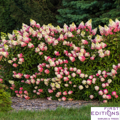 Berry White Hydrangea | Hydrangea paniculata