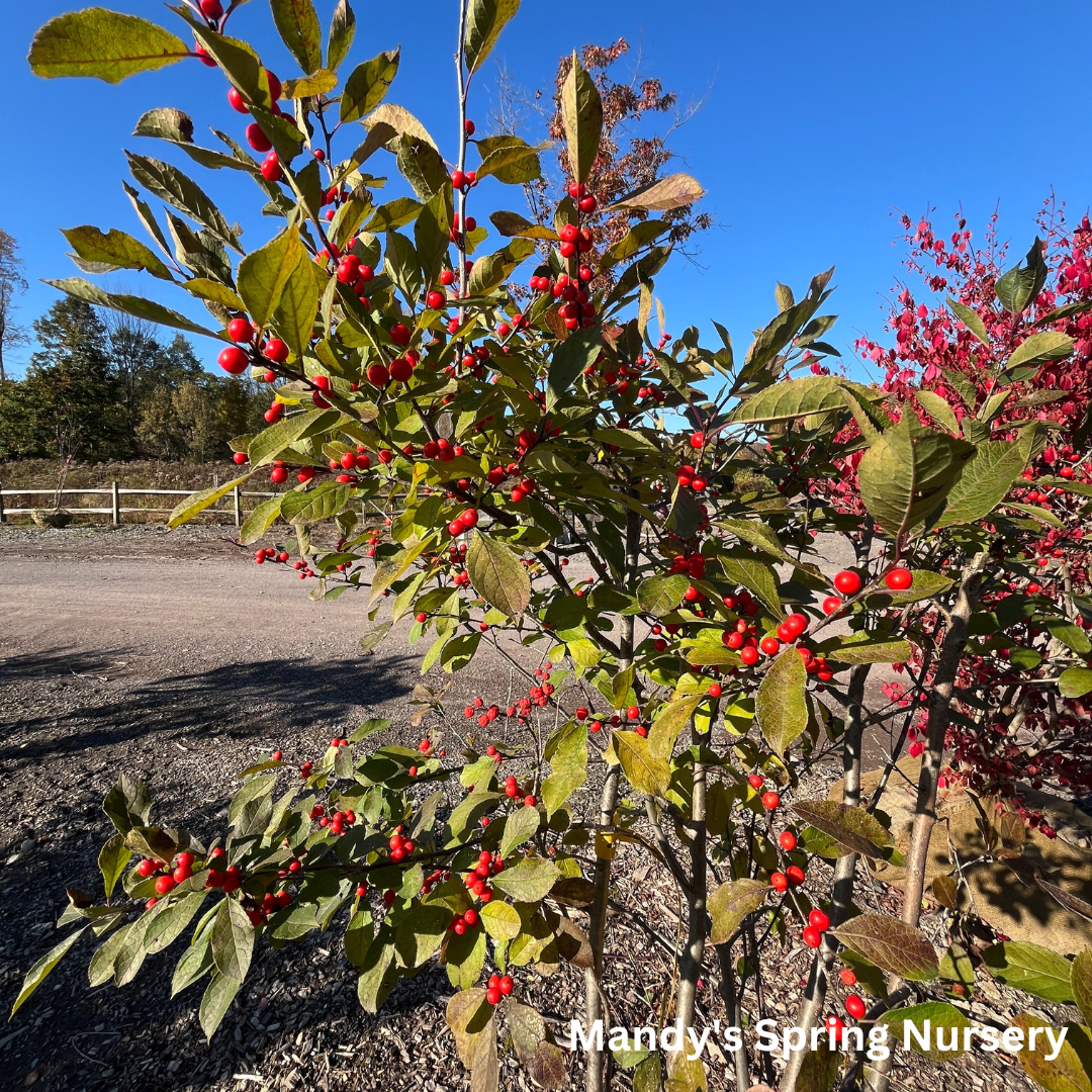 Red Sprite Winterberry | Ilex verticillata