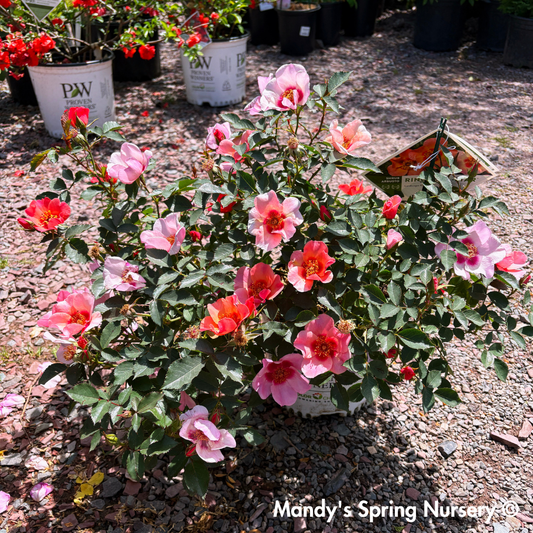 'Ringo All Star' Rose | Rosa