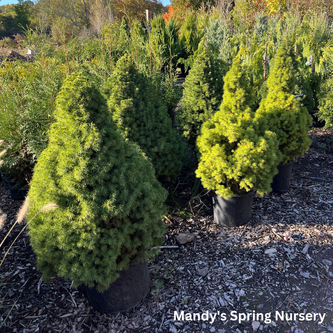 Dwarf Alberta Spruce | Picea glauca 'Conica'