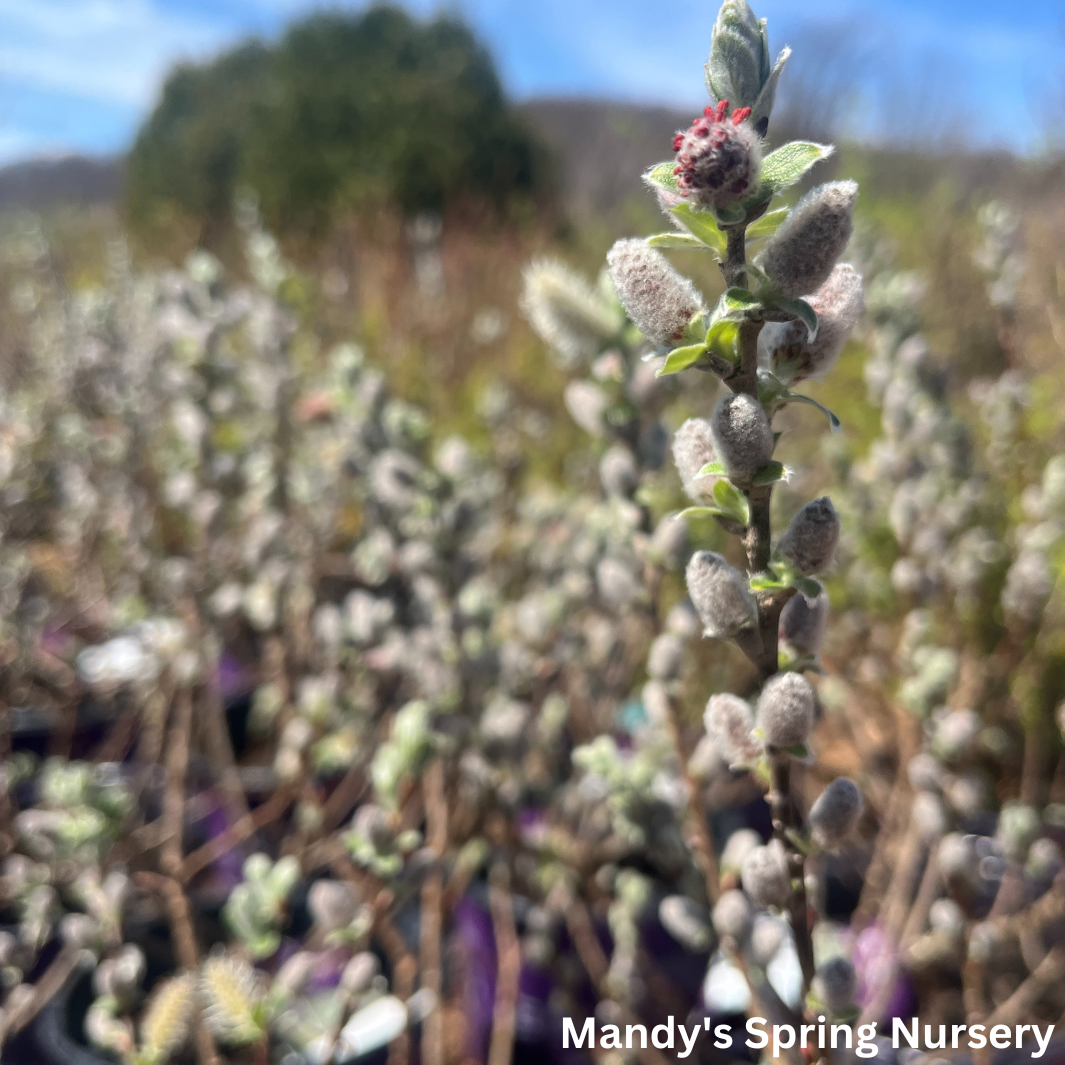 Iceberg Alley Sageleaf Willow | Salix candida