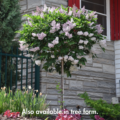 Miss Kim Lilac | Syringa patula