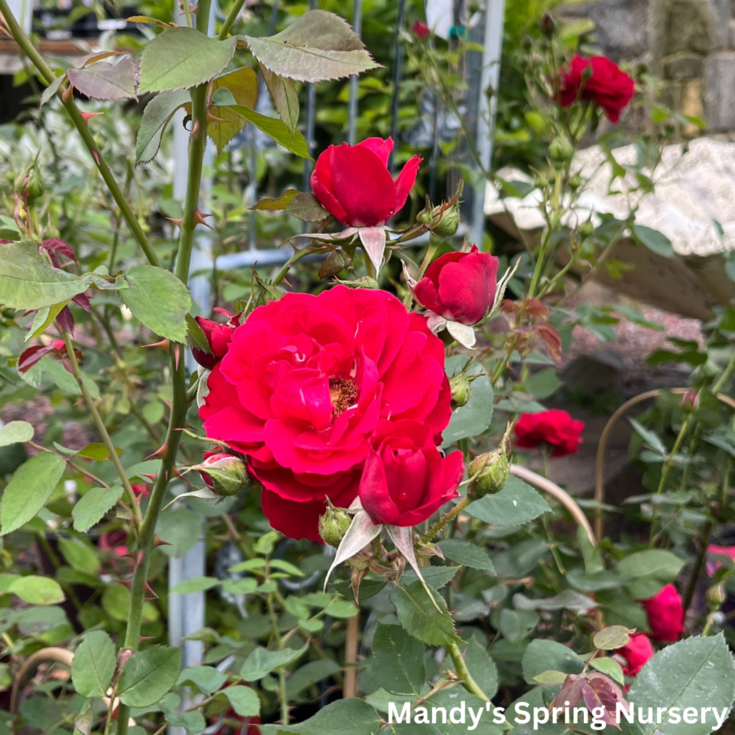 Ramblin' Red Rose Climbing Rose | Rosa