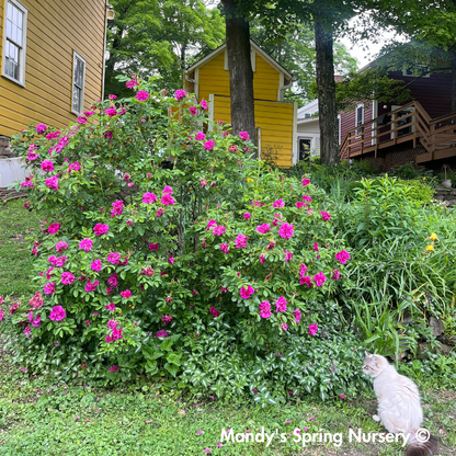 Rugosa Rose | Rosa rugosa