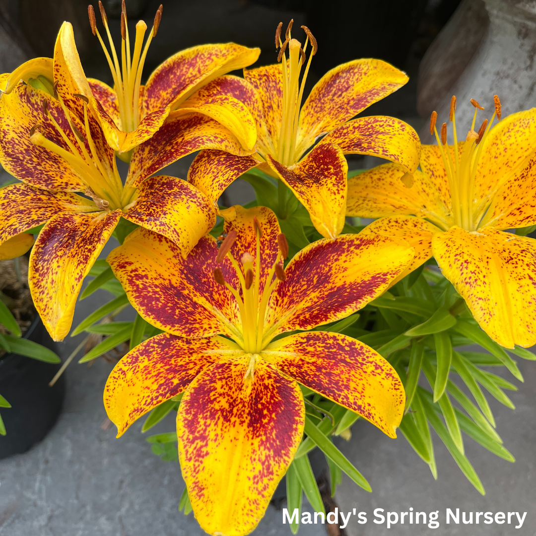 Tiny Nugget Hardy Lily | Lilium Asiatic