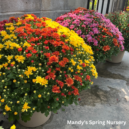 Fall Mums & Kale Assorted