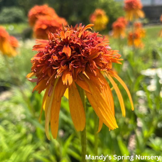 Marmalade Coneflower | Echinacea x hybrida