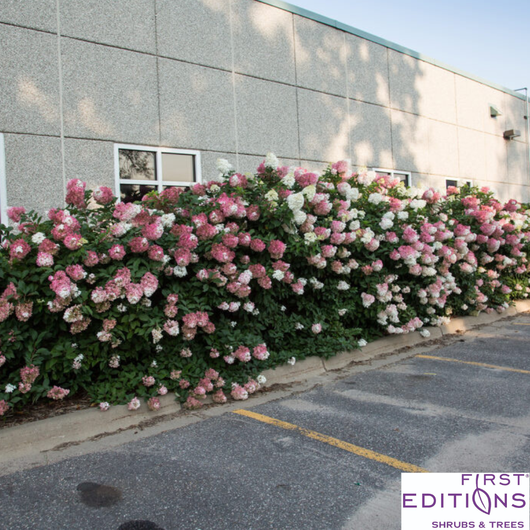 Vanilla Strawberry Hydrangea | Hydrangea paniculata