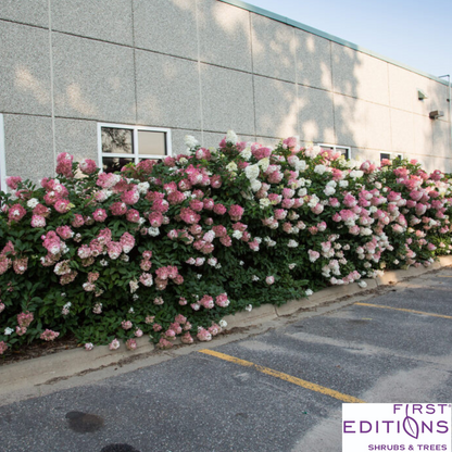 Vanilla Strawberry Hydrangea | Hydrangea paniculata