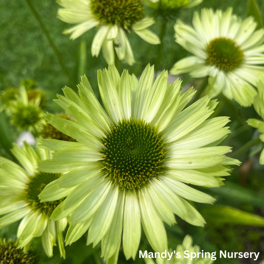 Green Jewel Coneflower | Echinacea purpurea