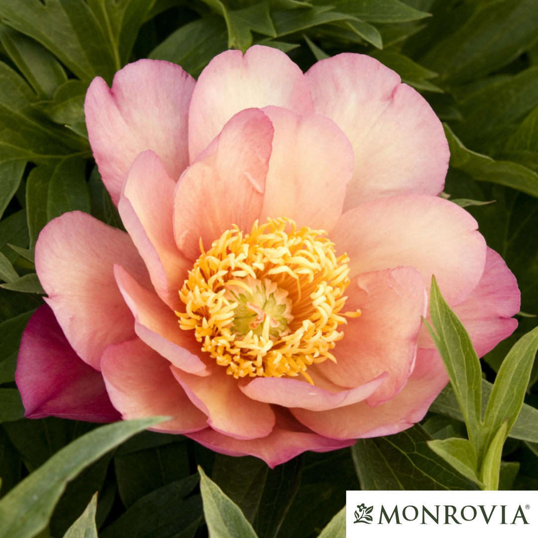 Julia Rose Itoh Peony | Paeonia