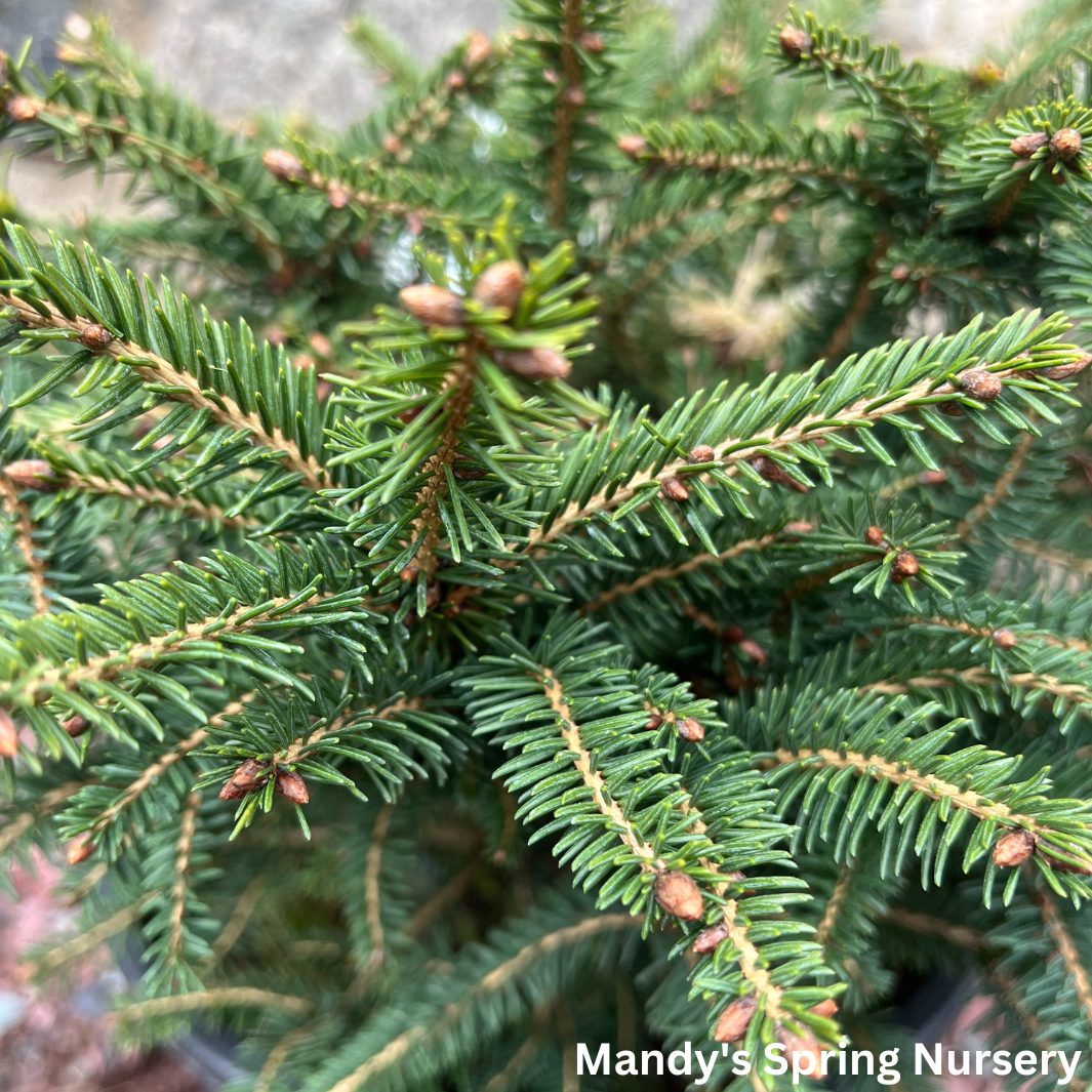 Bird's Nest Spruce | Picea abies