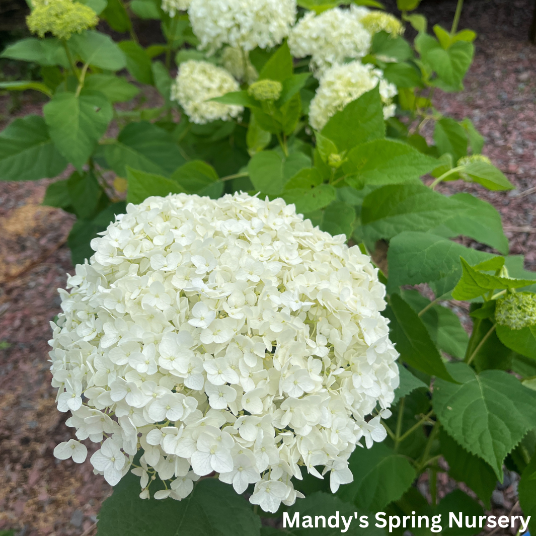 Incrediball Smooth Hydrangea | Hydrangea arborescens