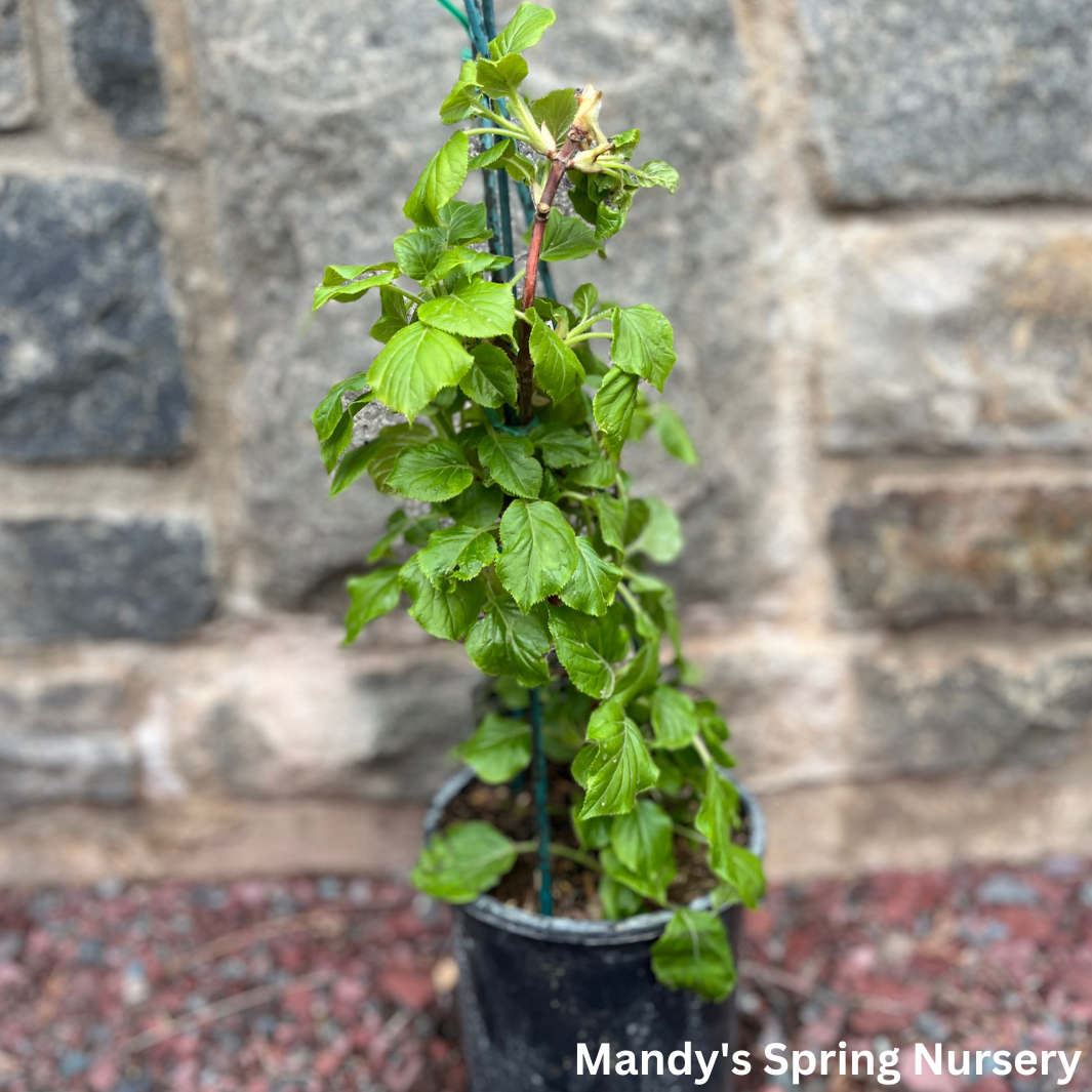 Climbing Hydrangea | Hydrangea anomala subsp. petiolaris