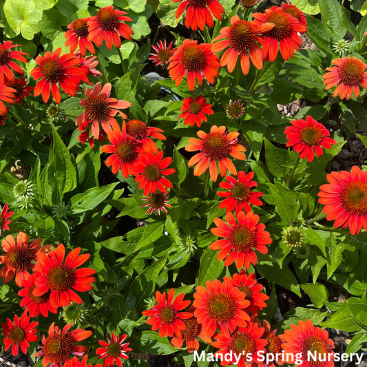 'Sombrero® Fiesta Orange' Coneflower | Echinacea x hybrida