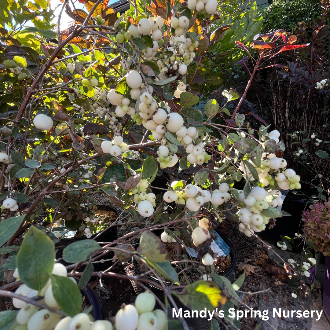 White Snowberry | Symphoricarpos albus