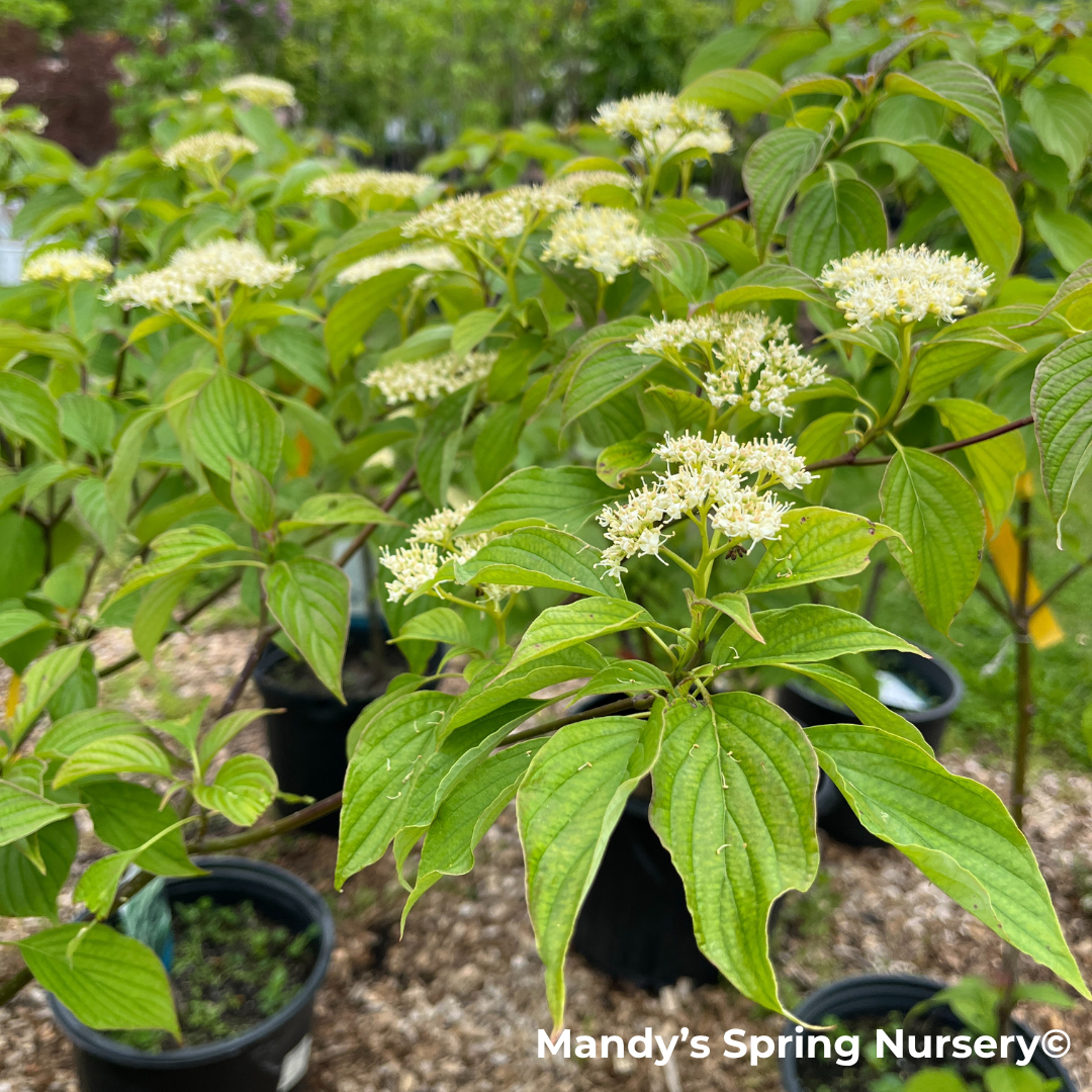 Pagoda Dogwood | Cornus alternifolia