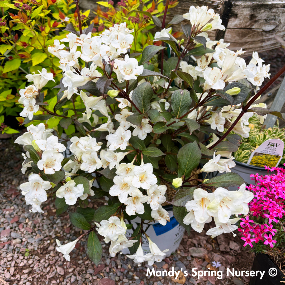 Tuxedo™ Weigela / x Bloomin Easy