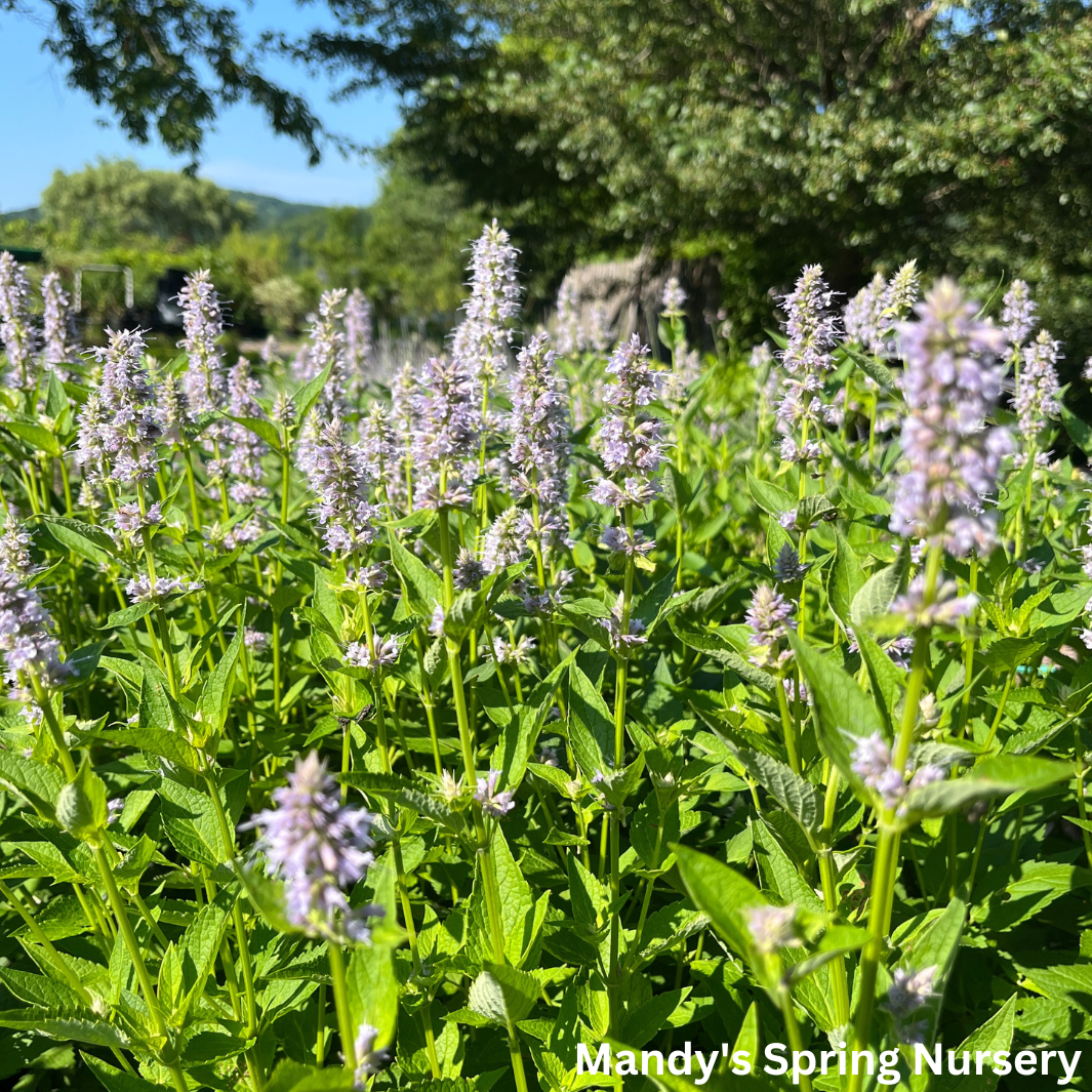 'Blue Fortune' Anise Hyssop | Agastache