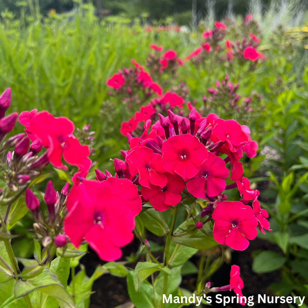 Red Riding Hood' Garden Phlox | Phlox paniculata