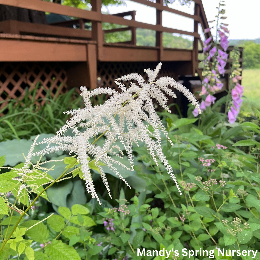 Goat's Beard | Aruncus dioicus