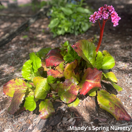 Winterglow Pigsqueak Bergenia | Bergenia cordifolia