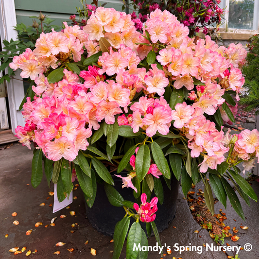 'Percy Wiseman' Rhododendron