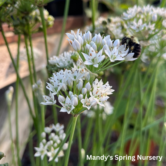 White Garlic Chives | Allium tuberosum