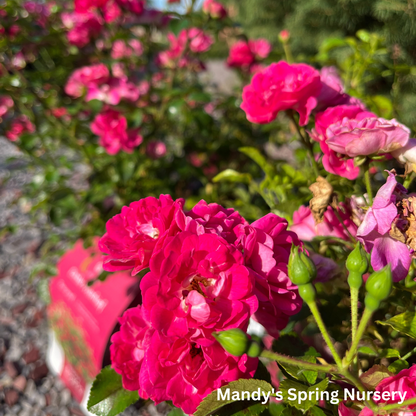 Little Mischief Easy Elegance Rose | Rosa