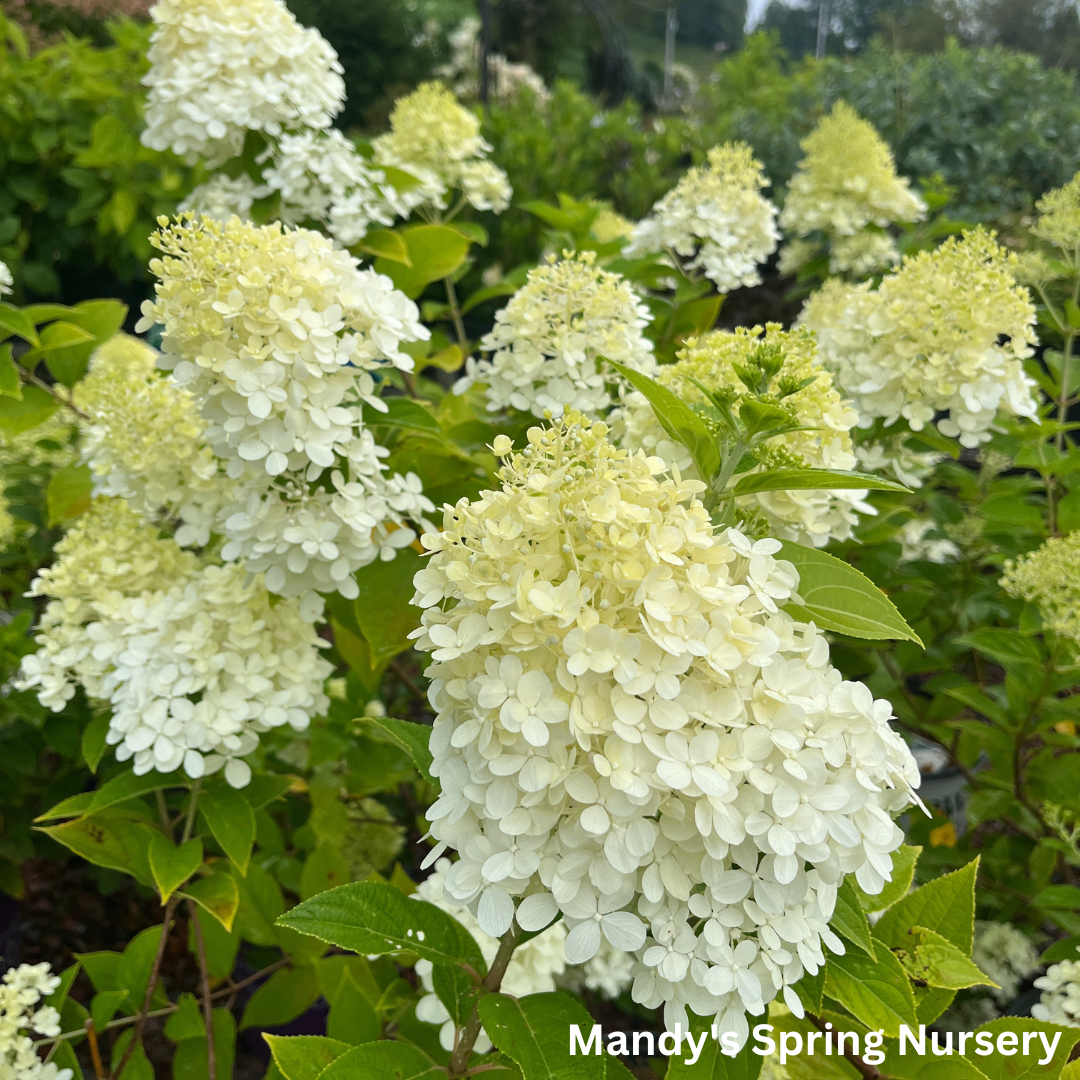 Limelight Hydrangea | Hydrangea paniculata