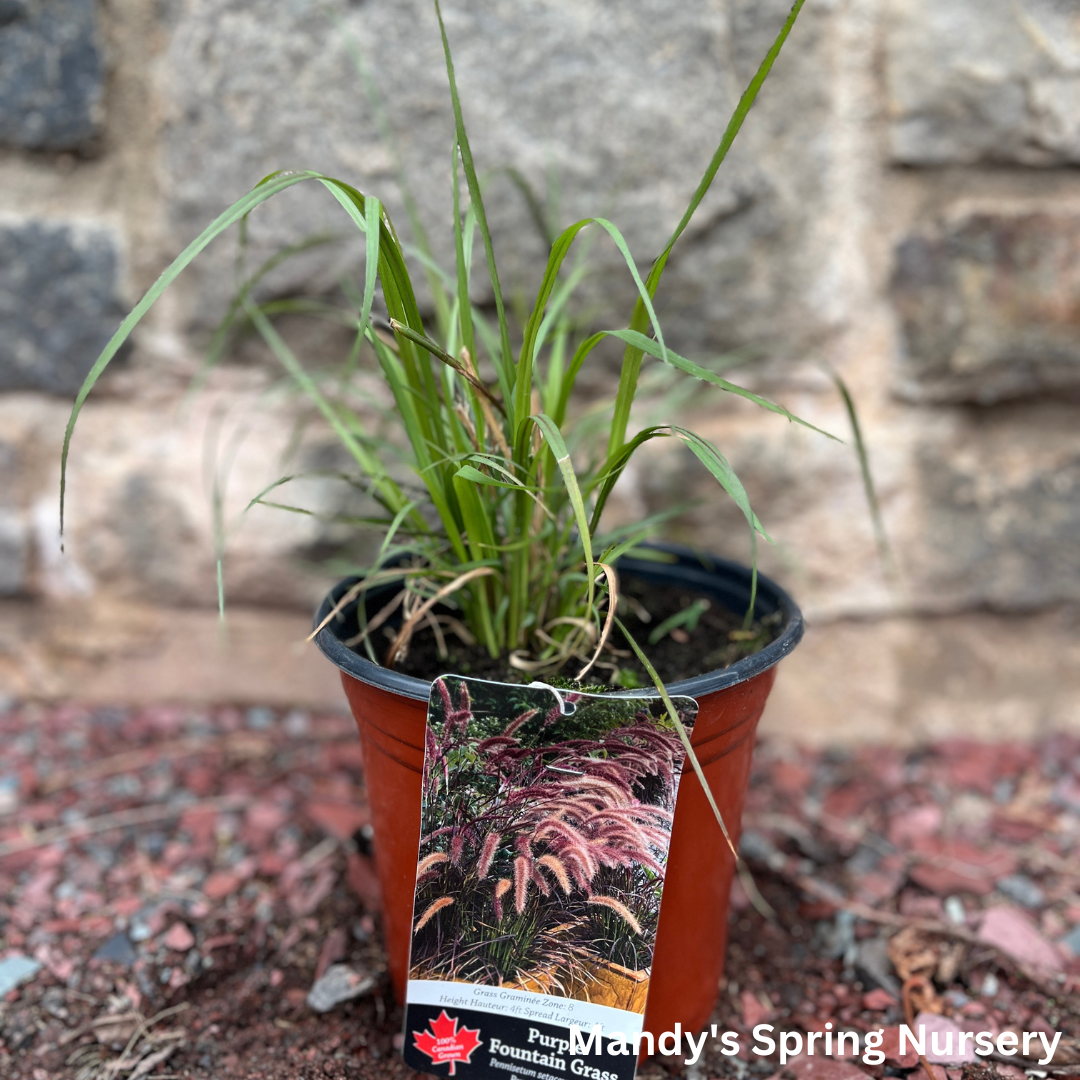 Annual Purple Fountain Grass | Pennisetum setaceum ‘Rubrum’