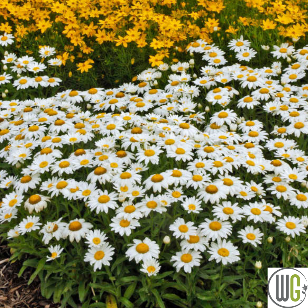 'Snowcap' Shasta Daisy | Leucanthemum 'Snowcap'