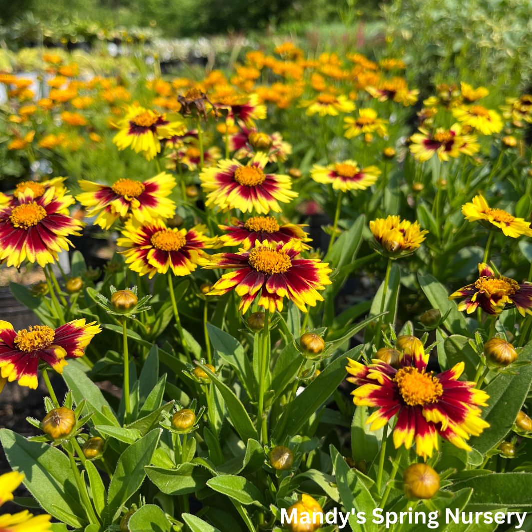 Uptick™ Yellow & Red Tickseed | Coreopsis hybrid