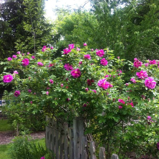 Hansa Rugosa Rose | Rosa