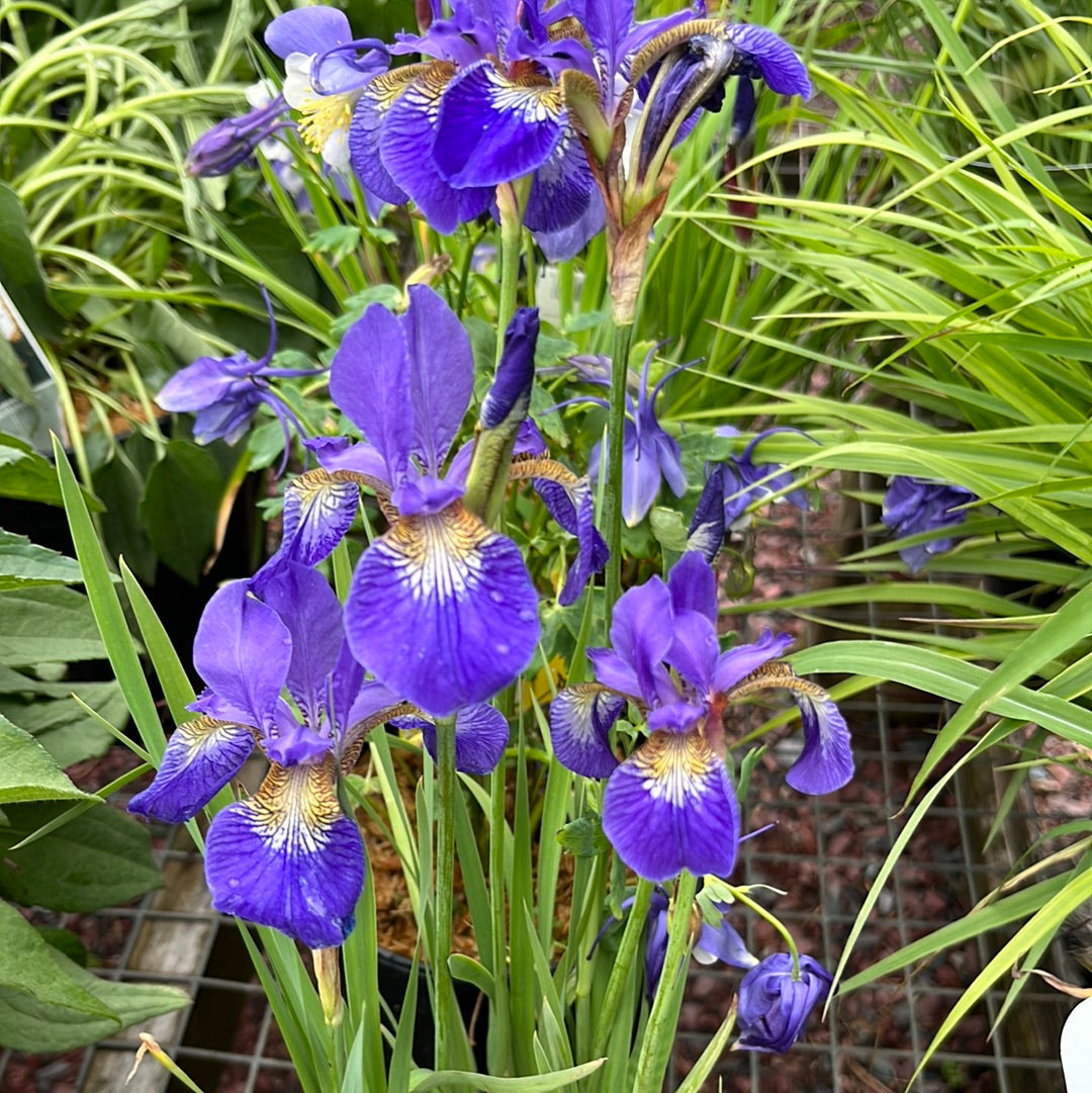 'Caesar's Brother' Siberian Iris | Iris siberica