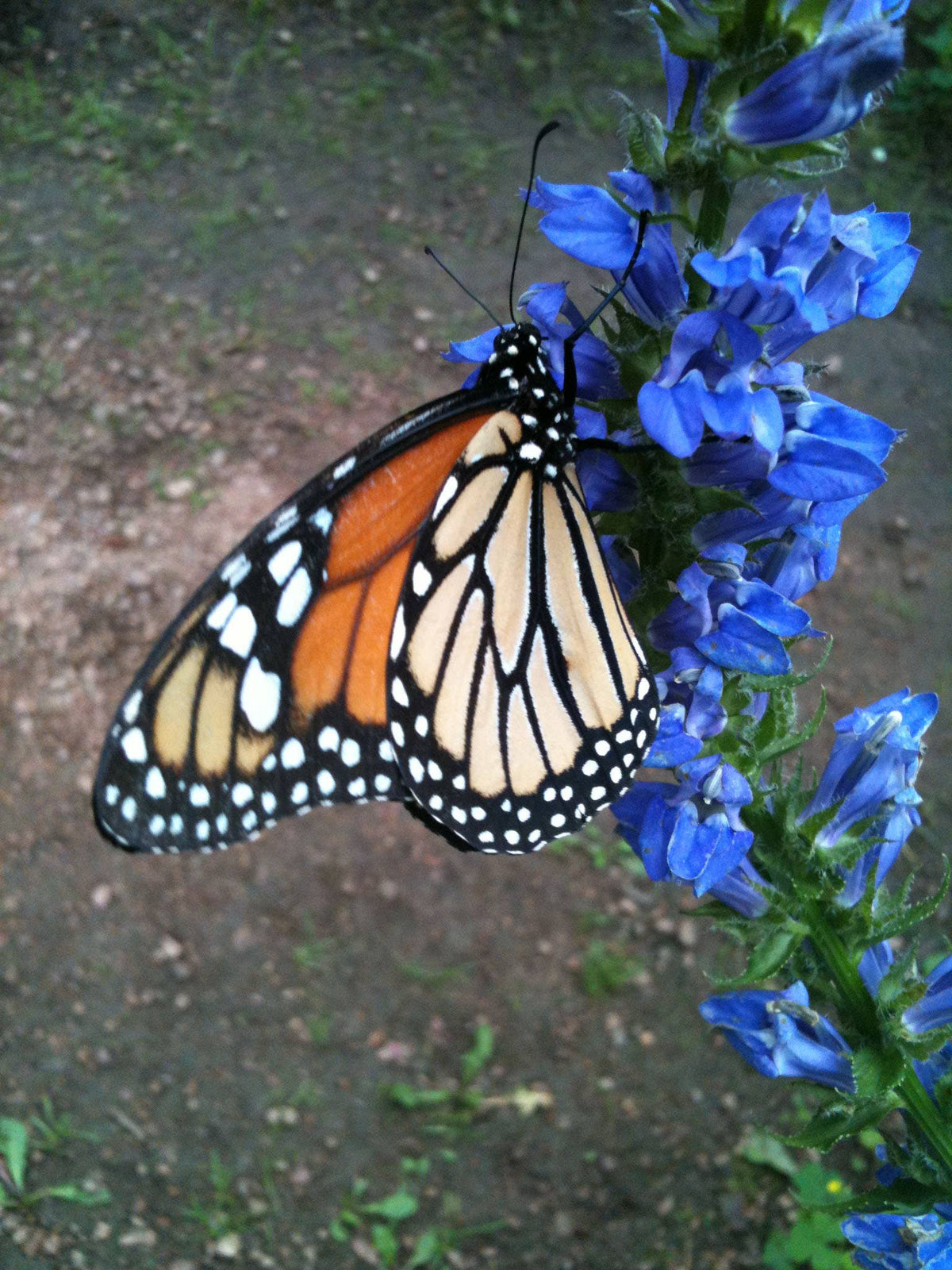 Garden Sprinkles | Monarch Butterfly Flower Garden | Spring