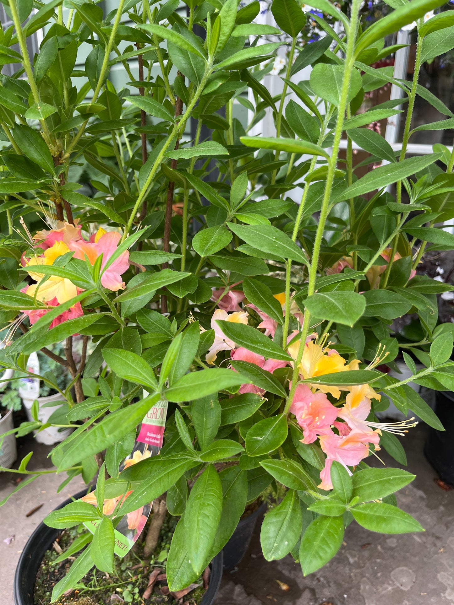 'Garden Rainbow' Azalea