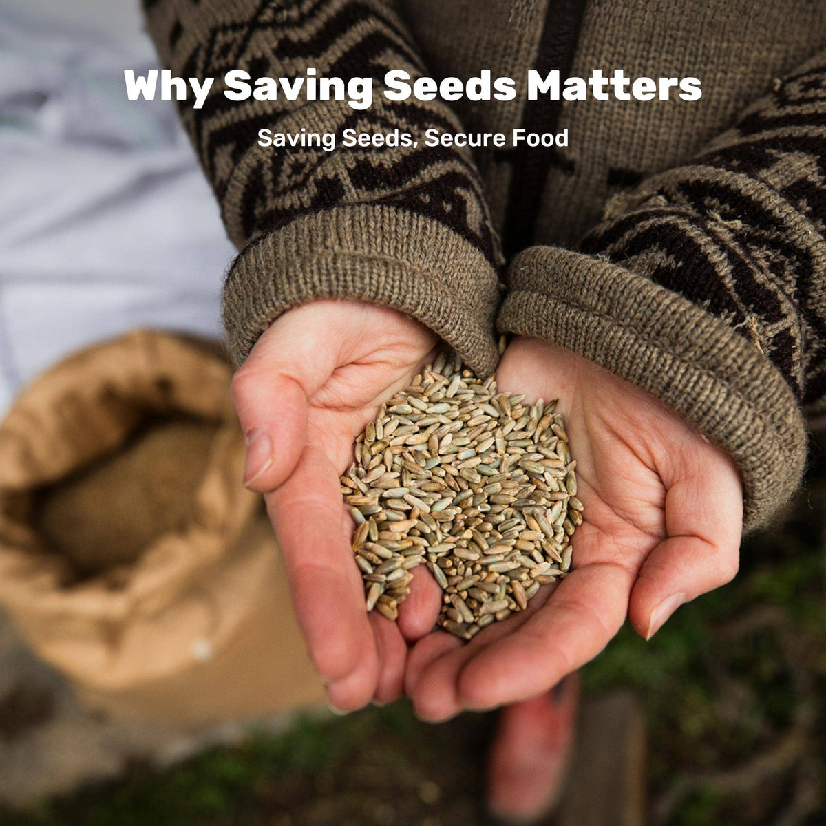 The Seed Collector's Handbook