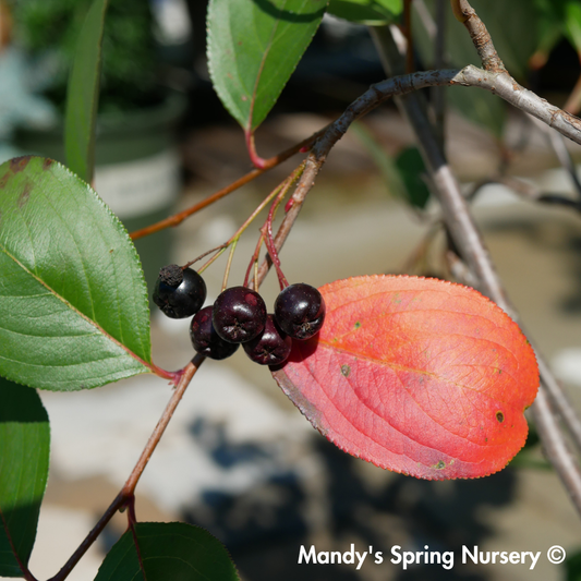 Autumn Magic Chokeberry | Aronia melanocarpa