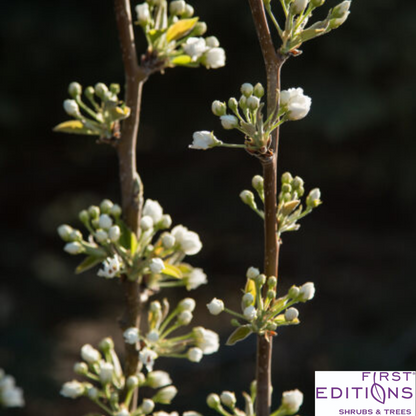 Tawara Asian Pear | Pyrus