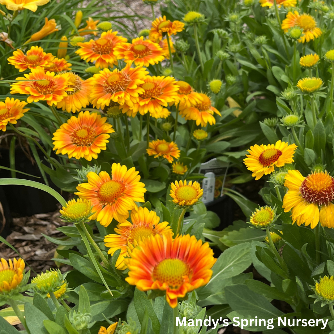 'Arizona Apricot' Blanket Flower | Gaillardia a. 'Arizona Apricot'