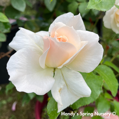 Champagne Wishes Easy Elegance Rose | Rosa