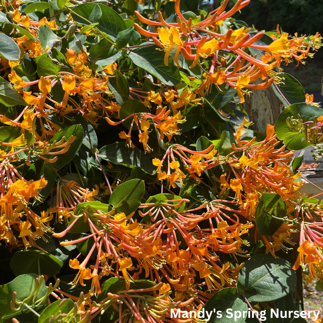 Mandarin Honeysuckle | Lonicera